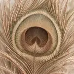 Close-up van een pauwenveer – plantmedicijnreizen